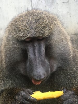 ナッシュとパイン2