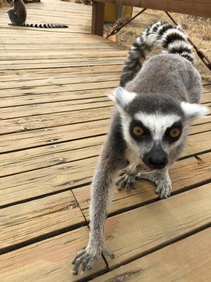 ウマズラ