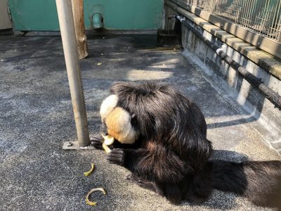 バナナを食べるモップくん