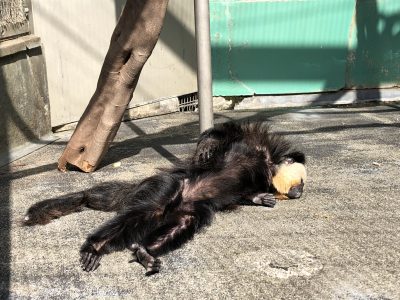 モップくんの日向ぼっこ姿