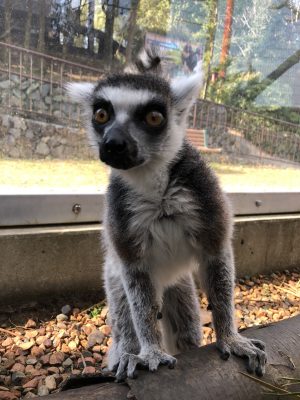 ウメキチ