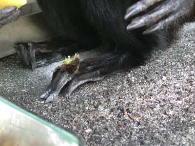 足の上に落としたイモの皮