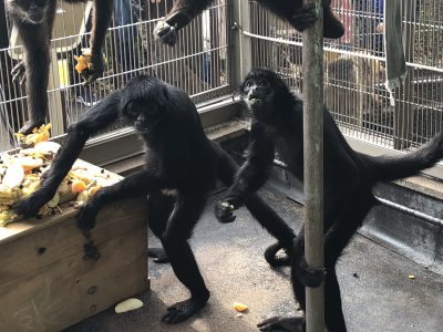 蒸しイモを食べています