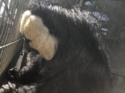 何かを見つめるモップくん