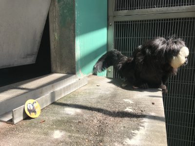 缶バッジに気付かないモップくん