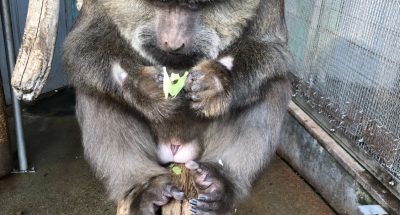 ザルバ