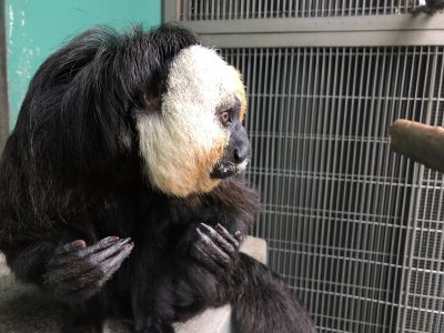 どこかを向いているモップくん