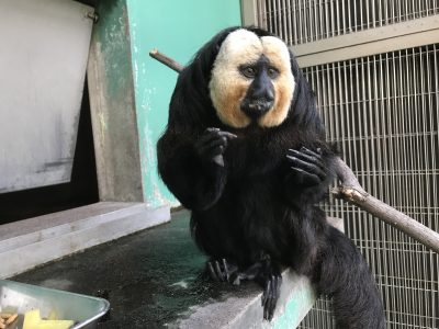 11月のモップくん