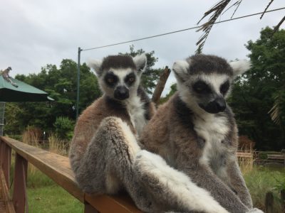 チャツネチクマ