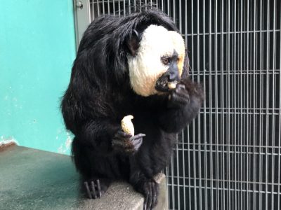 大豆から食べるモップくん