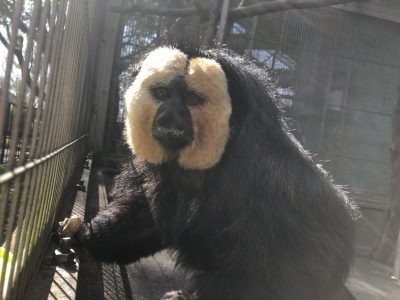 今日のモップくん