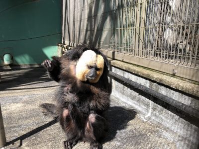 モップくん