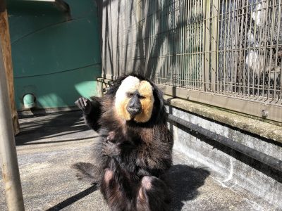 こちらを見ているモップくん