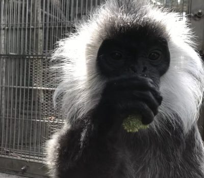 バルカン