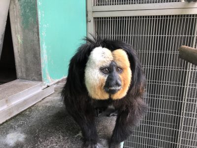 昨日のモップくん