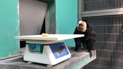 体重計を見るモップくん