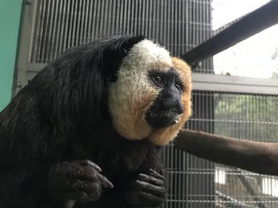 横向きモップくん