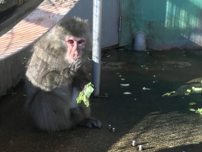 ダチュラ