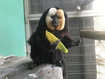 パパイヤを持つモップくん