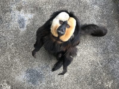 上目遣いのモップくん