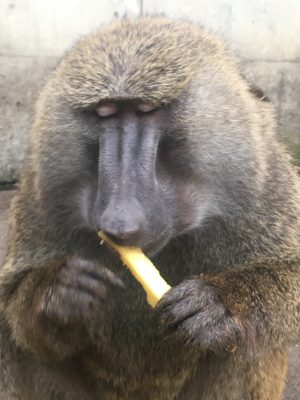 ナッシュとパイン