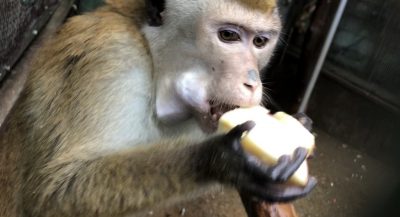 ツリー
