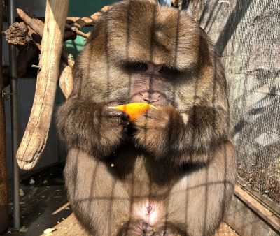 オレンジとザルバ