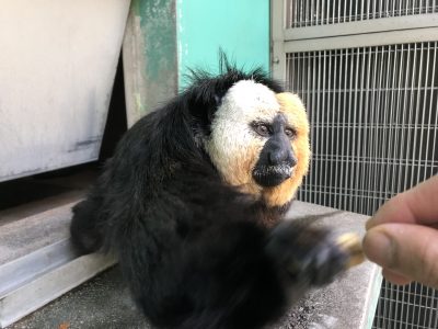 落花生をとったモップくん