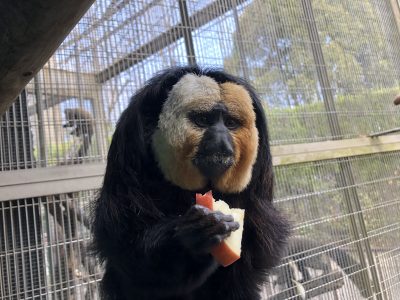 リンゴを食べるモップくん