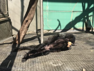 床で寝るモップくん