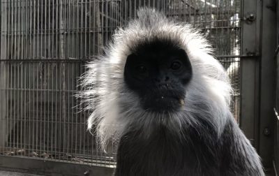 バルカン