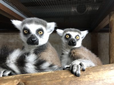 チャツネチクマ