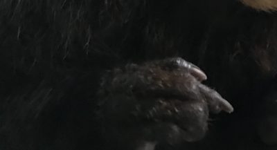 右手
