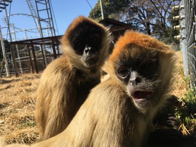 ジェフロイクモザル