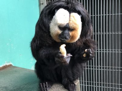 落花生をじっと見つめるモップくん