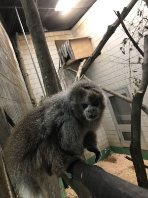 ボリビアハイイロティティのバブル