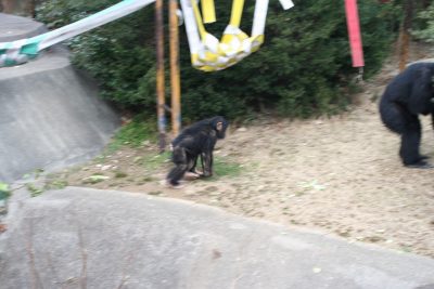 懲りないマモル