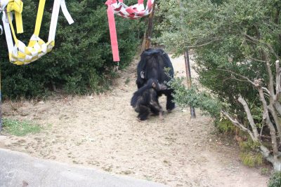 懲りないマモル