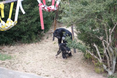 懲りないマモル