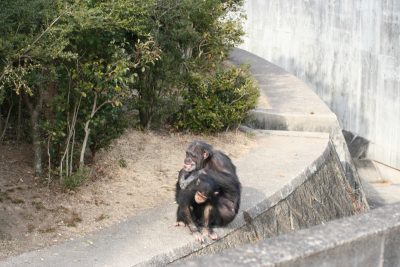 懲りないマモル