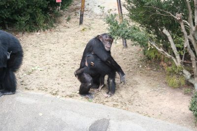懲りないマモル