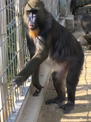 ディディ
