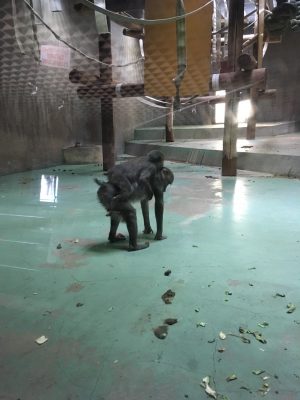 ディスコとイラーリ