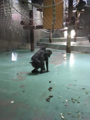 ディスコとイラーリ