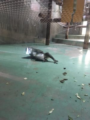 コテン