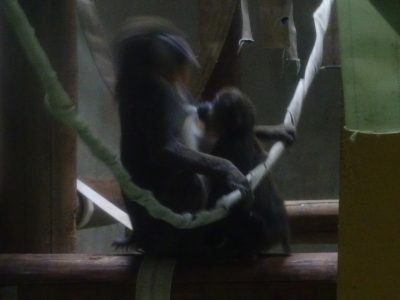 デイとイラーリ