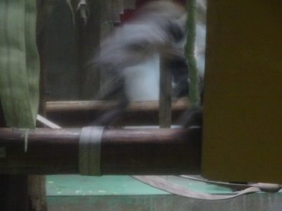 サユミ現る