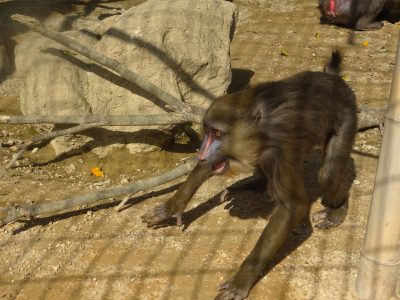 ディスコ
