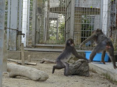 サユミとイラーリ