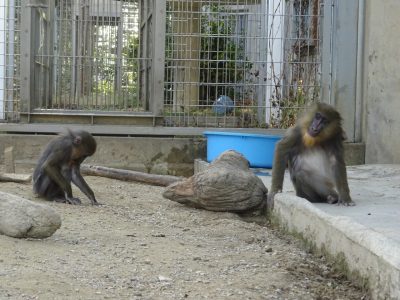 サユミとイラーリ